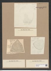 Stictodiscus pulchellus Truan et Witt. (de-Toni-Nr.: Genus 205, Species 5249) Zeichnungen Sammlung Grunow Nr. 9040 (NHMW-BOT-W0378768)